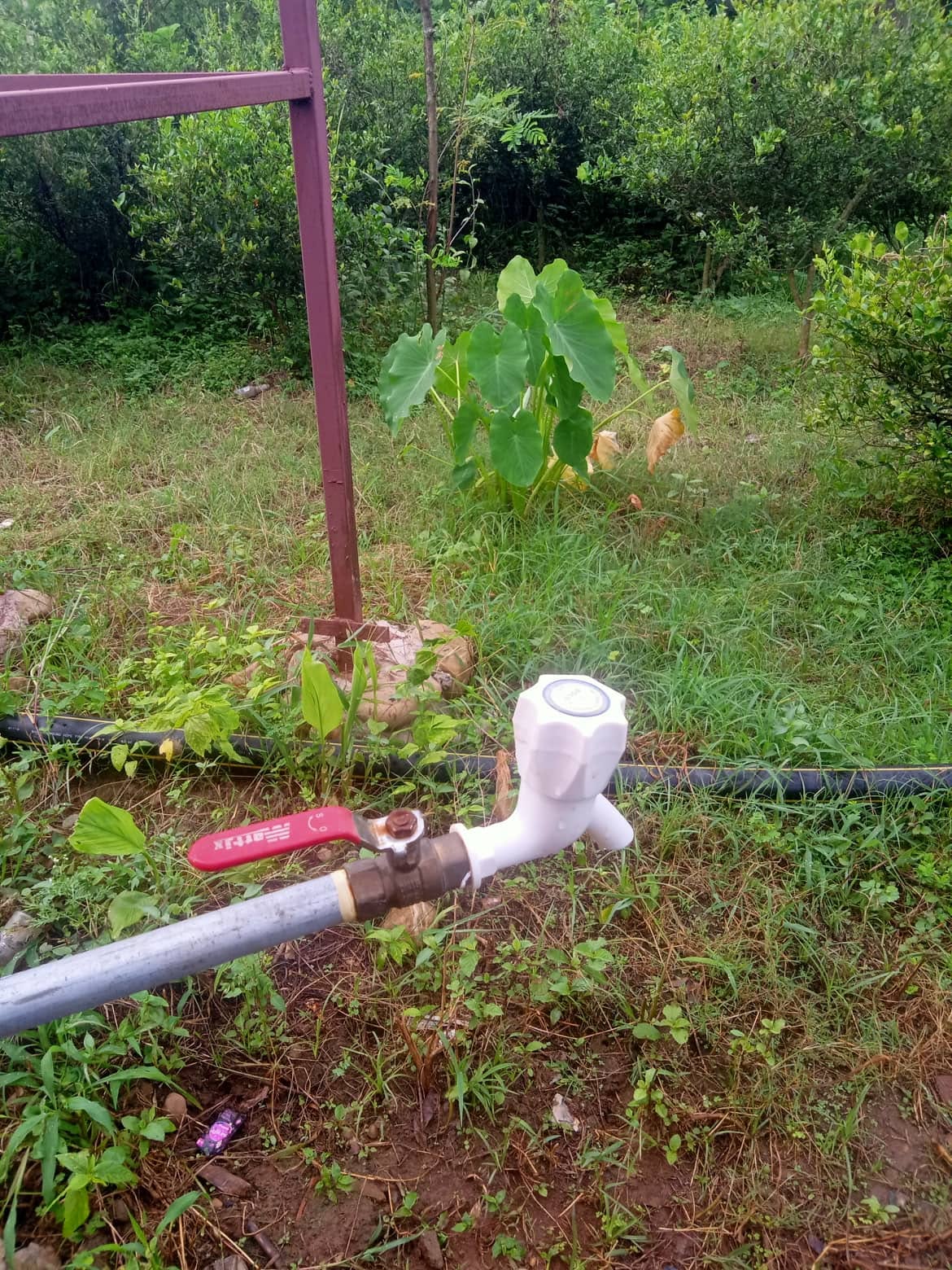 Water outlet and irrigation pipe in a cultivated area