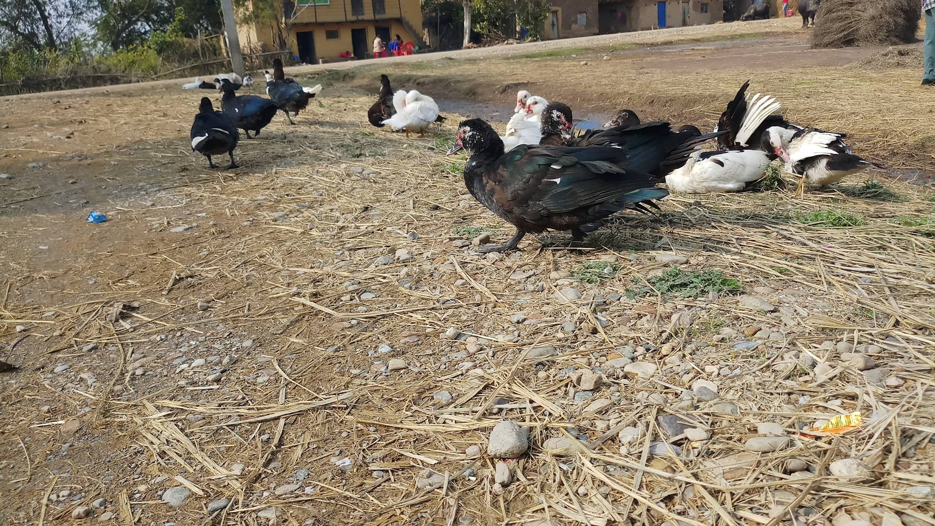 Ducks gathered on a rural farm