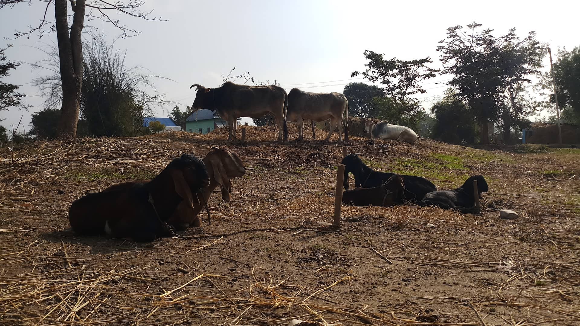 Cattle and goats on a farm